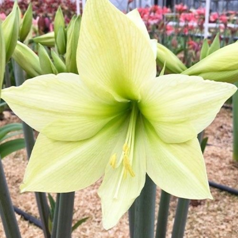 Amaryllis Bulbi Crin de Camera "Yellow Star"