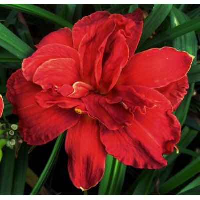 Rizom Hemerocallis Crin de Zi Double Red Firecracker 1 buc