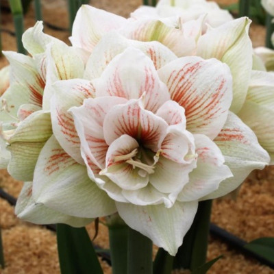 Amaryllis Bulbi Crin de Camera "Nymphum"