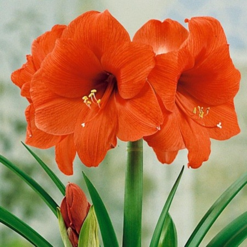 Amaryllis Bulbi Crin de Camera "Suvereign"