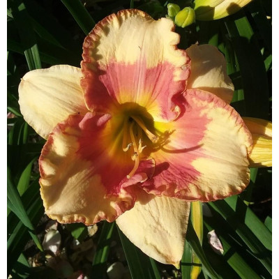Rizom Hemerocallis Crin de Zi Eschimo Kisses 1 buc