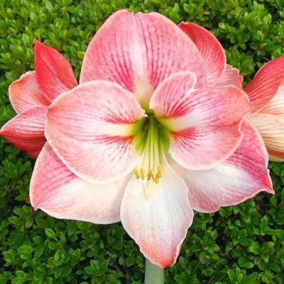 Amaryllis Bulbi Crin de Camera "Apple Blossom"
