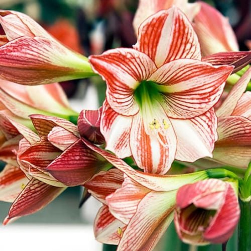 Amaryllis Bulbi Crin de Camera "Ambiance"