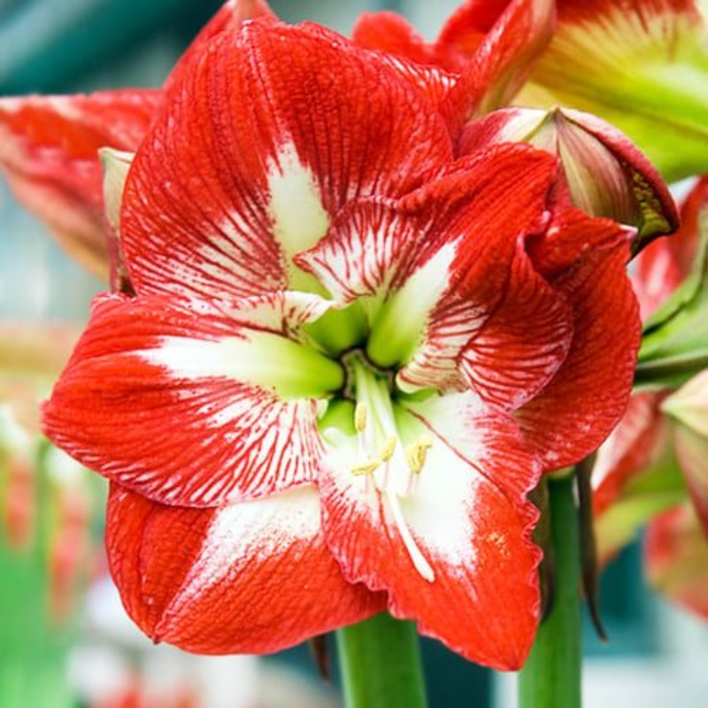 Amaryllis Bulbi Crin de Camera "Eye Catcher"