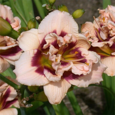Bulbi de Hemerocallis: Bulbi Flori Crini Roz Pastel Parfumati.