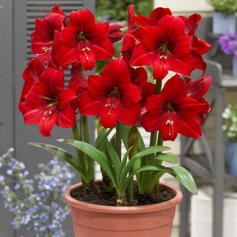 Amaryllis Bulbi Crin de Camera "Red Tiger"