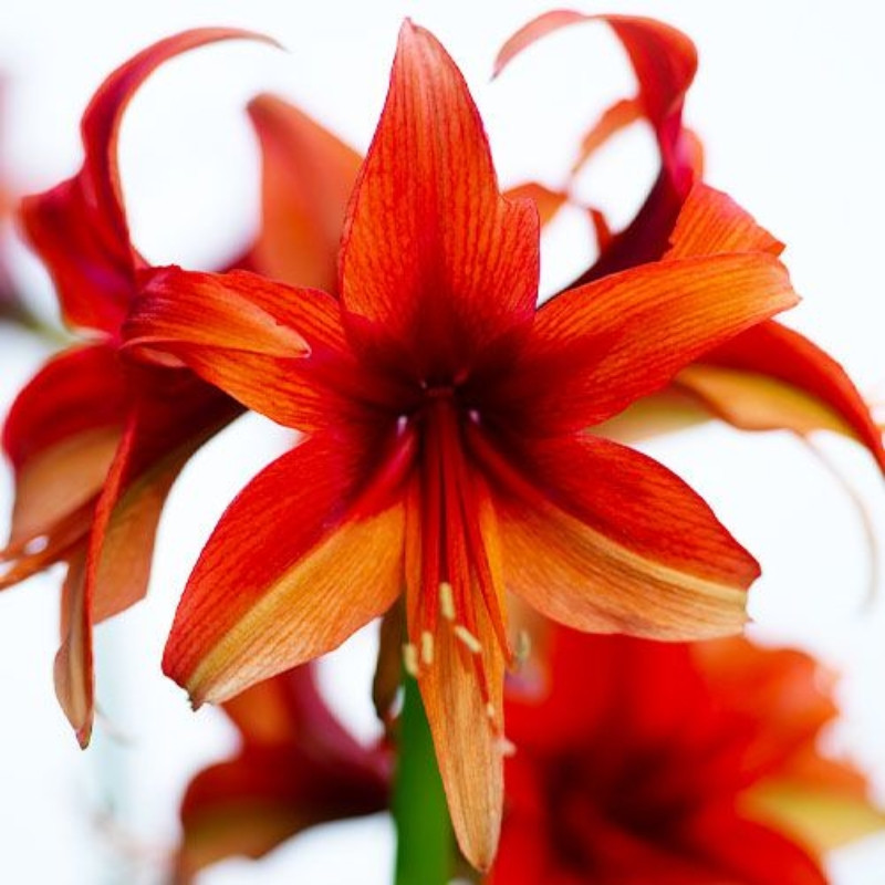 Amaryllis Bulbi Crin de Camera "Bogota": Amarilis de Ghiveci
