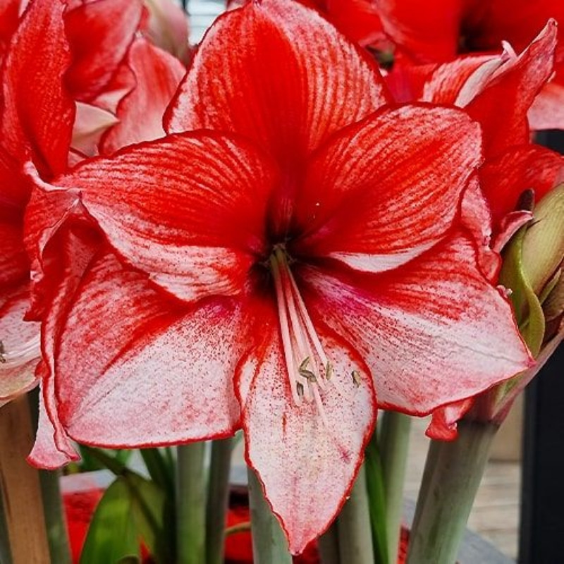 Amaryllis Rosu Bulbi Crin de Camera "Charisma"