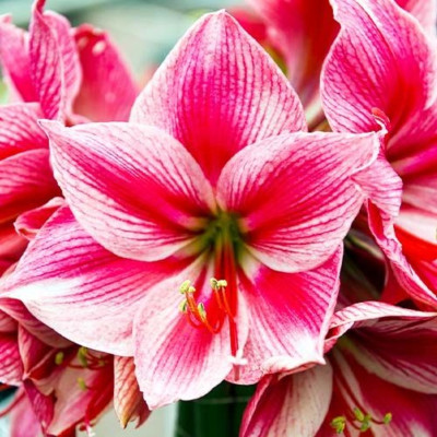Amaryllis Bulbi Crin de Camera "Gervase"