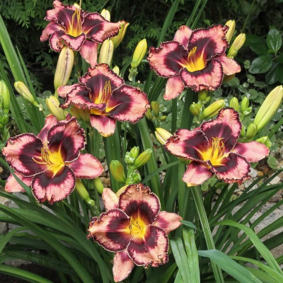 Rizom Hemerocallis Crin de Zi Simson Overture 1 buc