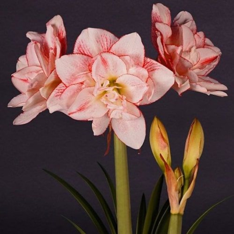 Amaryllis Bulbi Crin de Camera "Striped Amadeus"