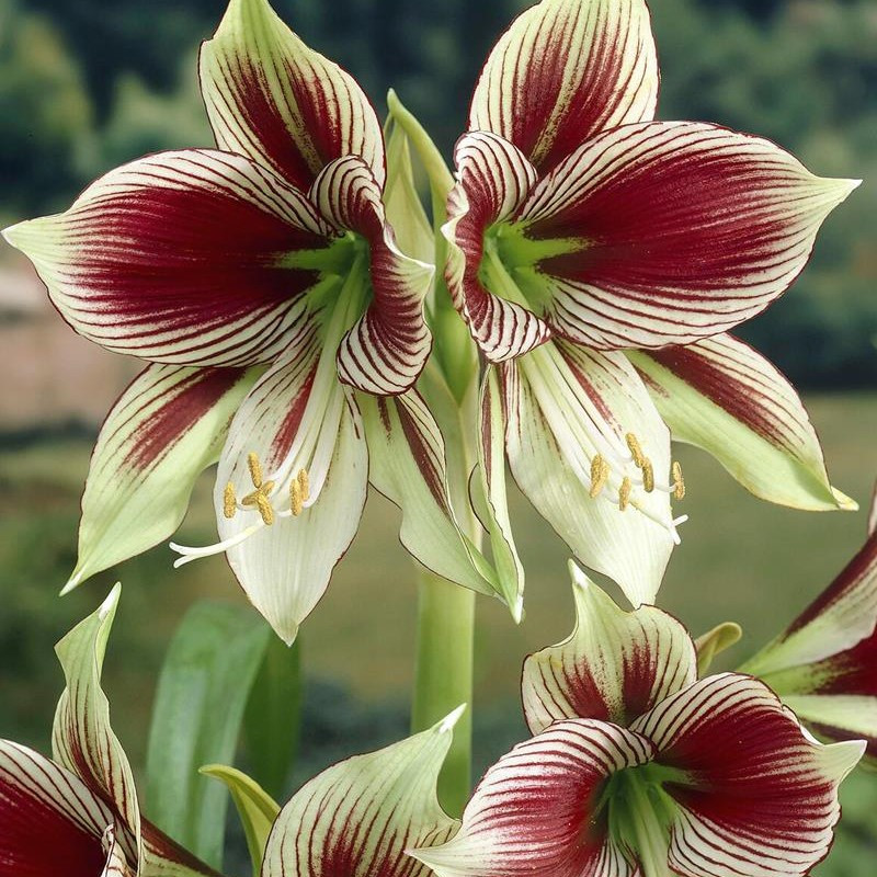Amaryllis Bulbi Crin de Camera "Green Papillo"