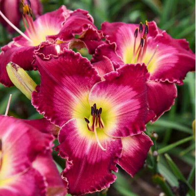 Rizom Hemerocallis Crin de Zi Francis of Assisi 1 buc | BulbShop.ro