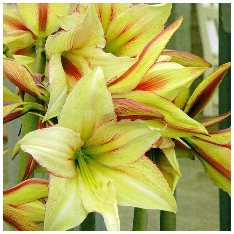 Amaryllis Bulbi Crin de Camera "Green Magic" pentru Ghiveci
