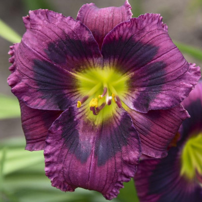Rizom Hemerocallis Crin de Zi Kansas Kitten 1 buc