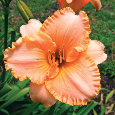 Rizom Hemerocallis Crin de Zi Spacecoast 1 buc