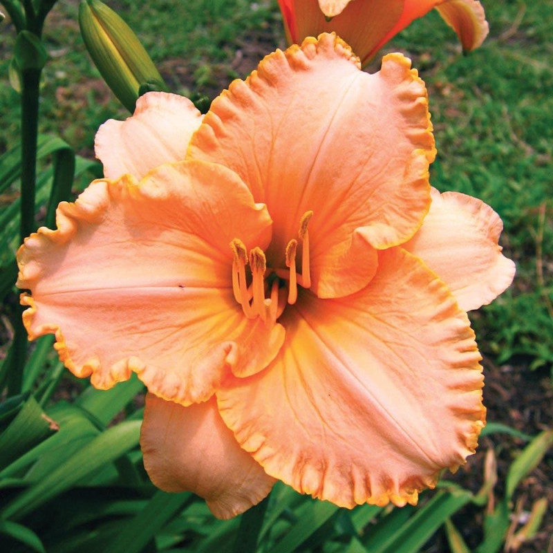 Rizom Hemerocallis Crin de Zi Spacecoast 1 buc