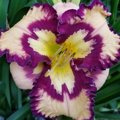 Rizom Hemerocallis Crin de Zi Whoopy 1 buc
