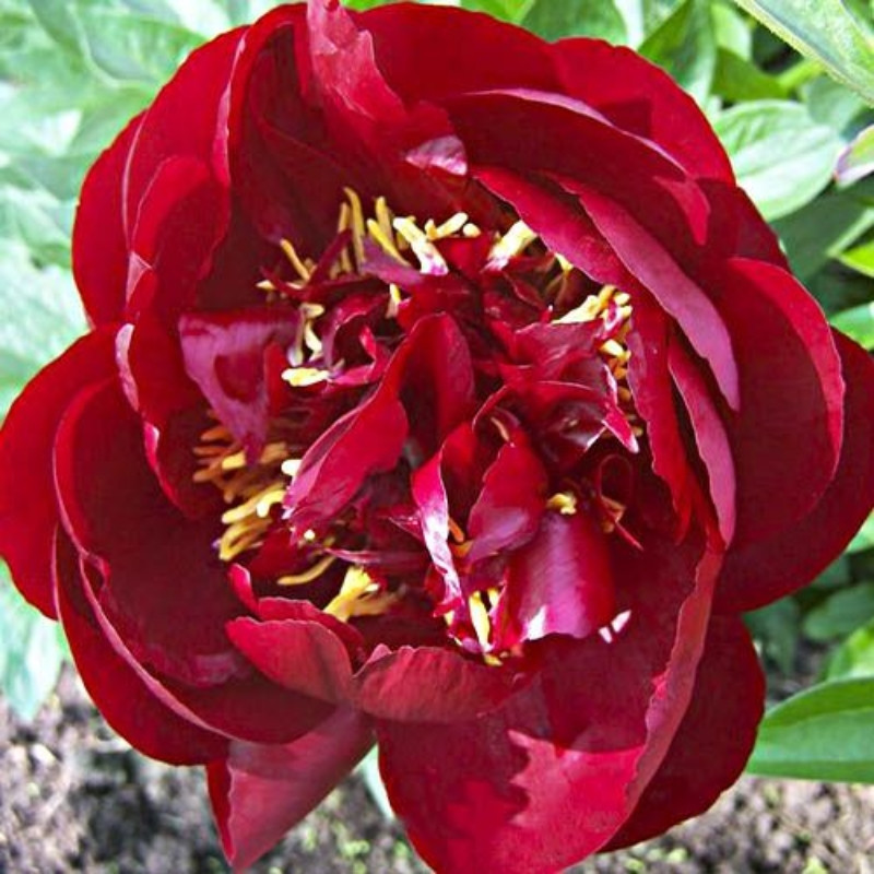 Bujor Dublu Rosu Rizomi Premium "Buckeye Belle"