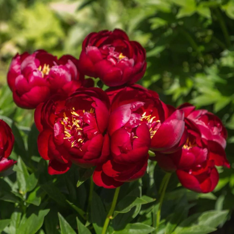 Bujor Dublu Rosu Rizomi Premium "Buckeye Belle"