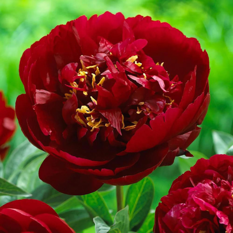 Bujor Dublu Rosu Rizomi Premium "Buckeye Belle"