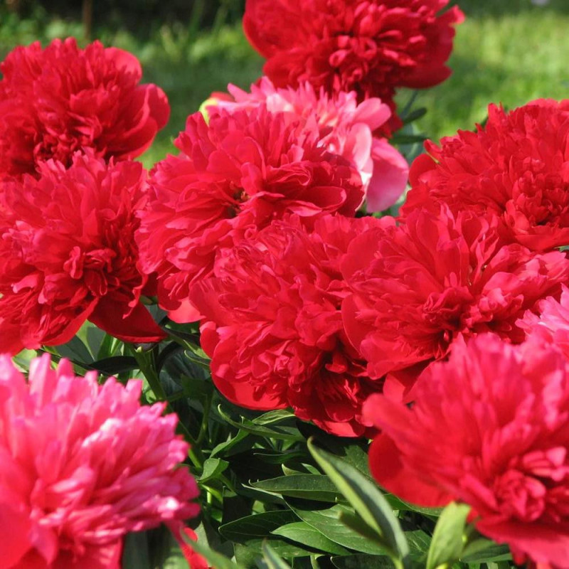 Bujor Batut Rosu Rizomi Premium "Diana Parks"
