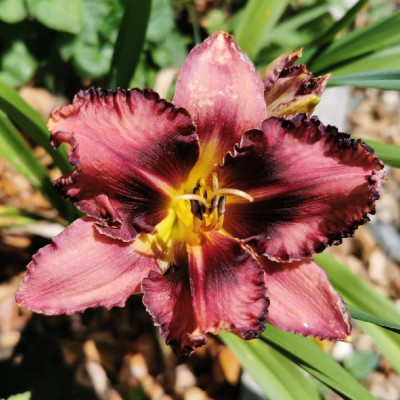 Rizom Hemerocallis Crin de Zi Whoopy 1 buc