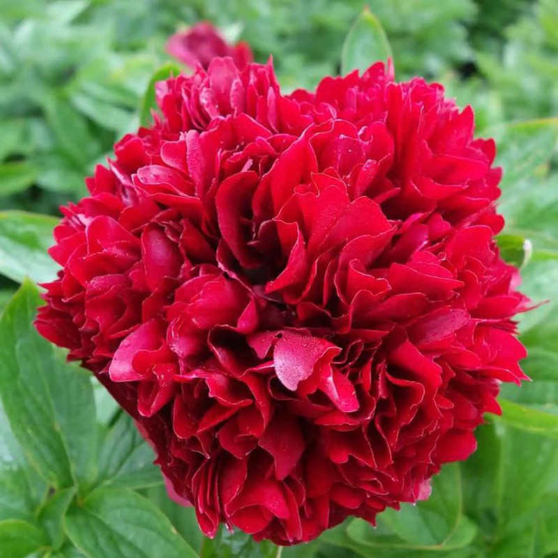 Bujor Dublu Batut Rosu Rizomi Premium "Red Grace"
