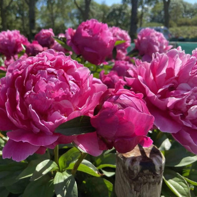 Bujor Dublu Violet Rizomi Premium "Red Sarah Bernhardt"