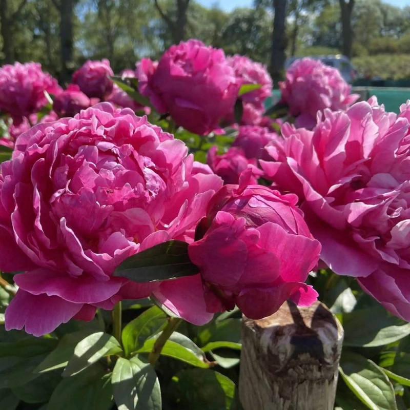 Bujor Dublu Violet Rizomi Premium "Red Sarah Bernhardt"