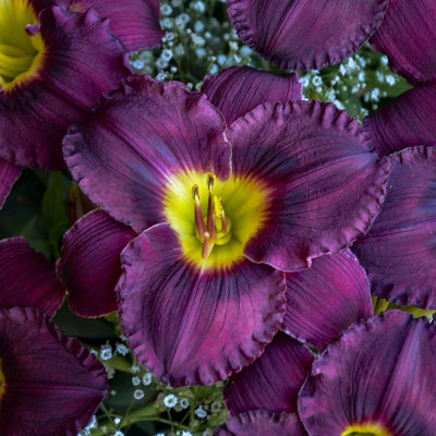 Rizom Hemerocallis Crin de Zi Rainbow 1 buc
