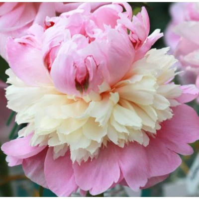 Bujor Dublu Bicolor (Roz-Alb) Rizomi Premium "Sorbet"