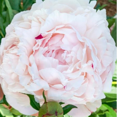 Bujor Batut Roz Pal Rizomi Premium "Sarah Bernhardt"