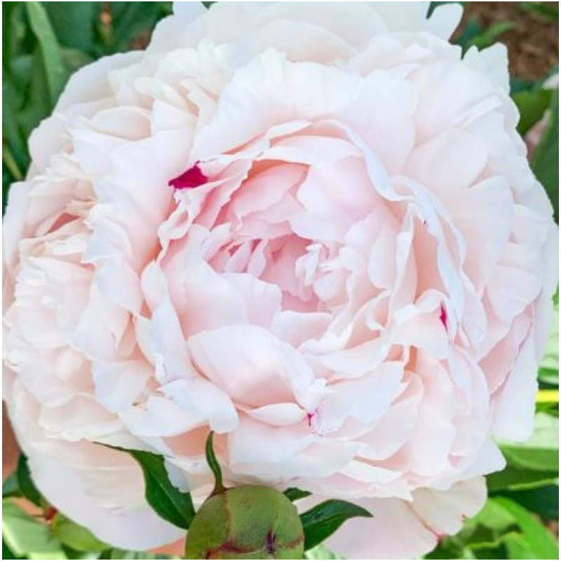 Bujor Batut Roz Pal Rizomi Premium "Sarah Bernhardt"