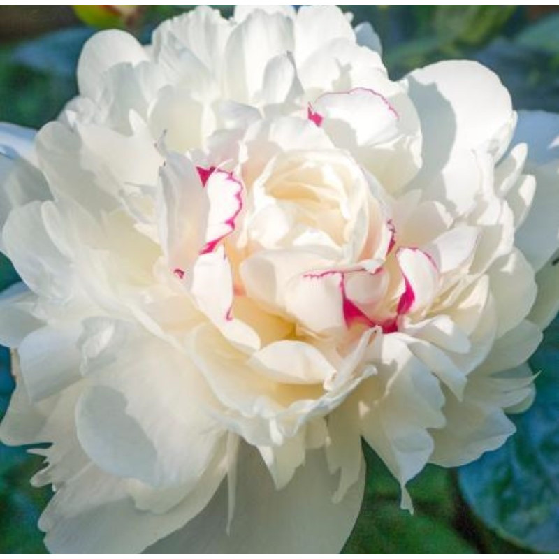 Bujor Batut Alb Rizomi Premium "Krinkled White"