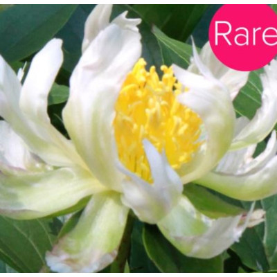 Bujor Dublu Verde Rizomi Premium "Green Lotus"