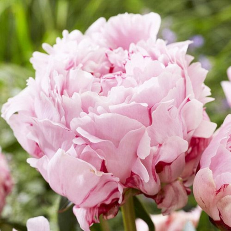 Bujor Dublu Roz Rizomi Premium "Sarah Bernhardt Select"