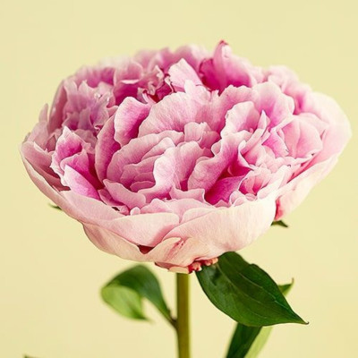 Bujor Dublu Roz Rizom Premium "Cotton Candy"