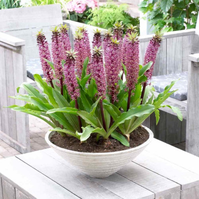 Eucomis Crinul Ananas "African Night" Bulbi - Bulbshop