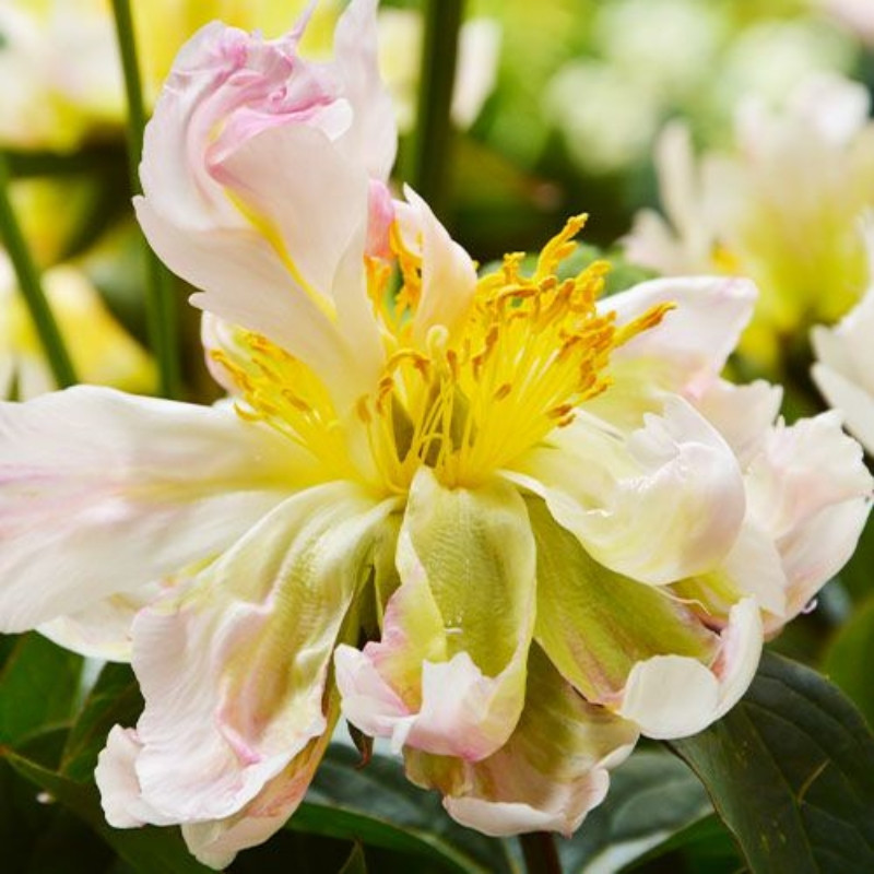Bujor Dublu Rizomi Premium "Greener Lotus"