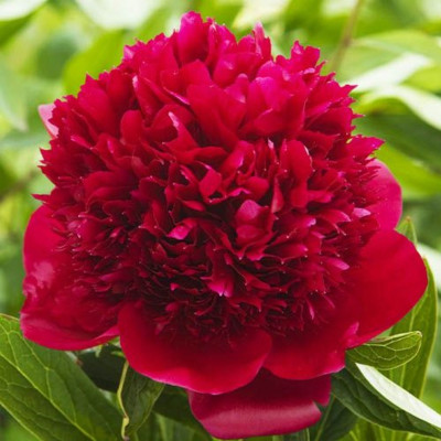 Bujor Rosu Batut Rizomi Premium "Red Charm"