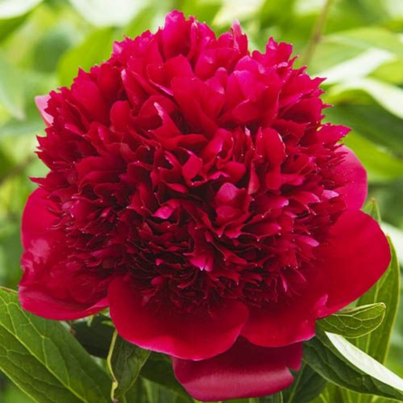 Bujor Rosu Batut Rizomi Premium "Red Charm"