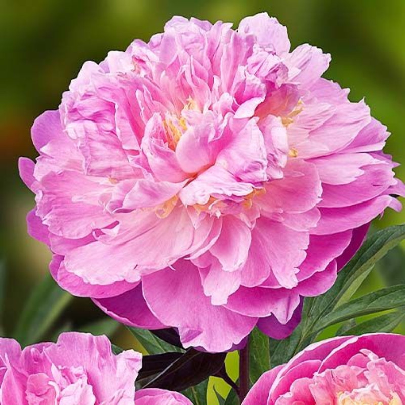 Bujor Dublu Roz Rizomi Premium "Belladonna"