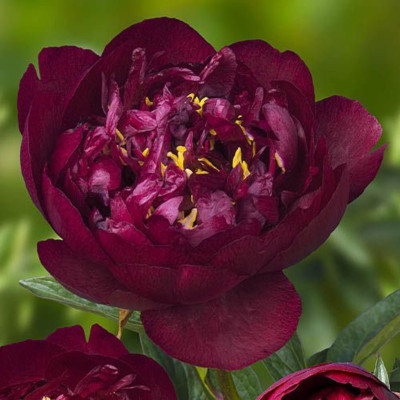 Bujor Radacina Premium "Buckeyes Belle"