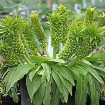 Eucomis Crinul Ananas "Autumnalis" Bulbi - Bulbshop