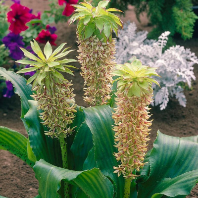 Eucomis Crinul Ananas "Bicolor" Bulbi - Bulbshop