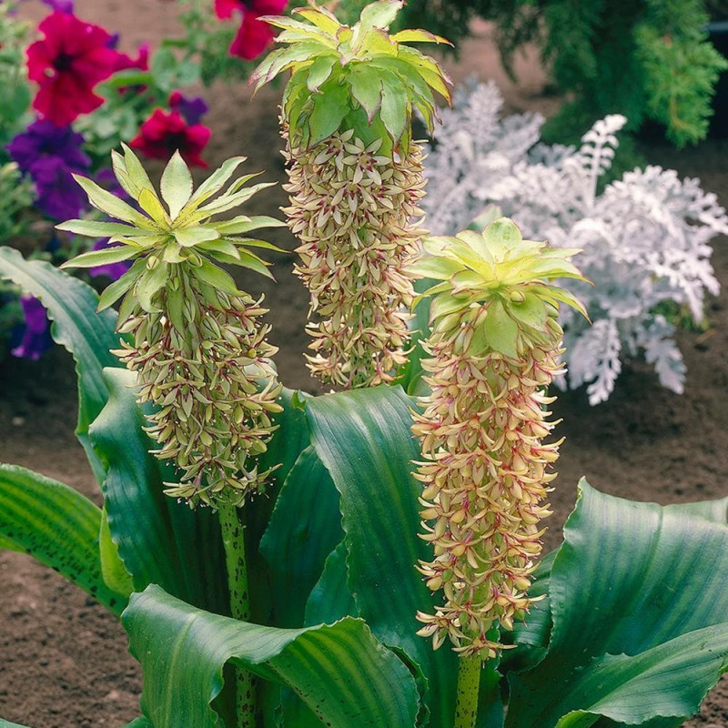 Eucomis Crinul Ananas "Bicolor" Bulbi - Bulbshop