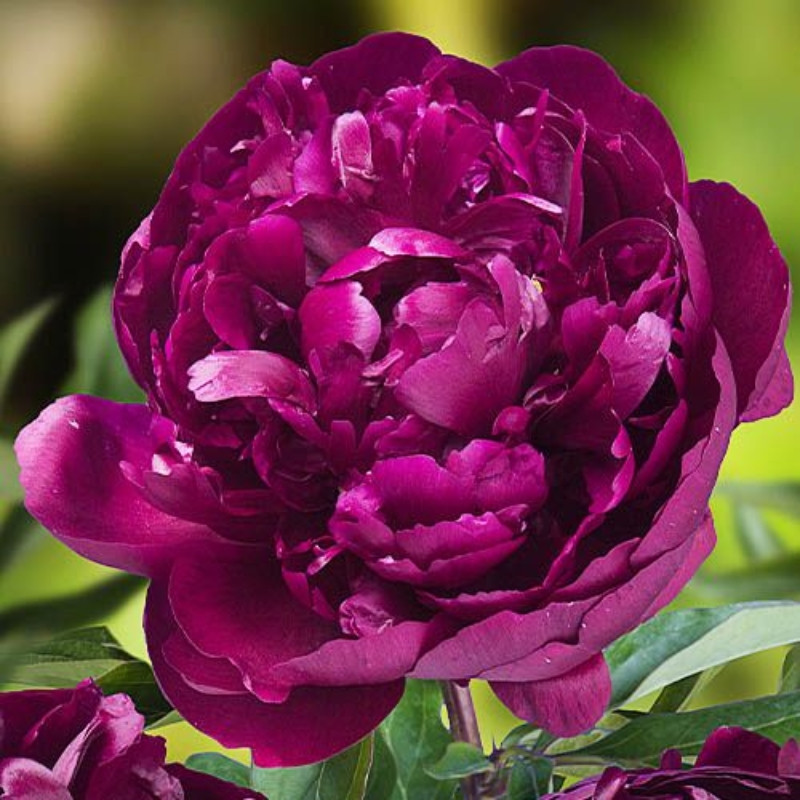 Rizomi Bujor Bătut Violet Premium Splendor 1 Bucată
