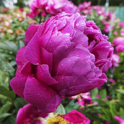 Rizomi Bujor Bătut Mov Premium Purple Sarah Bernhardt 1 Bucată
