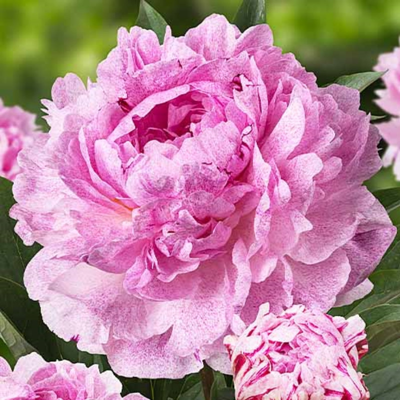 Rizomi Bujor Bătut Roz Premium Pink Everyday 1 Bucată | BulbShop.ro